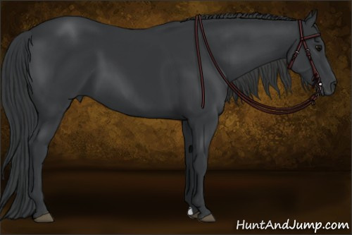 Horse Color: Black 