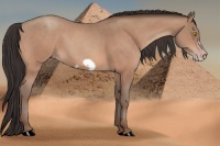 Horse Color:Amber Champagne Frame 