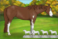 Horse Color:Gray Chestnut Sabino 