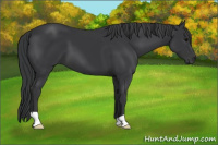 Horse Color:Black 