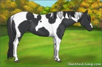 Horse Color:Black Tobiano