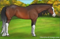 Horse Color:Bay Splash 