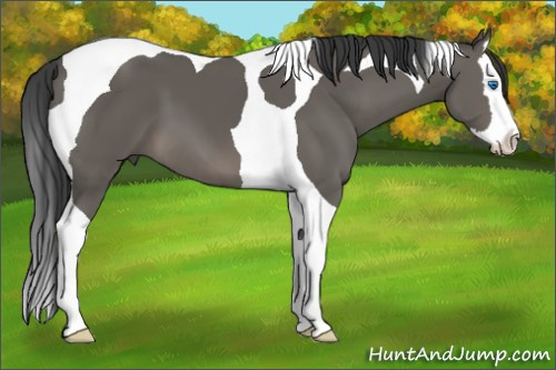 Horse Color: Black Splash Tobiano 