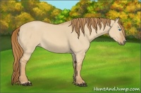 Horse Color:Red Dun Frame