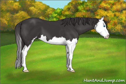 Horse Color: Smoky Black Sabino Splash 
