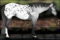 Horse Color:Gray Black Appaloosa 