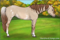 Horse Color:White Spotted Red Dun 