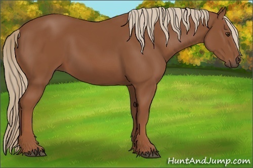 Horse Color: Chestnut 