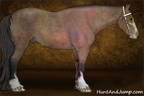 Horse Color: Bay Roan Sabino 