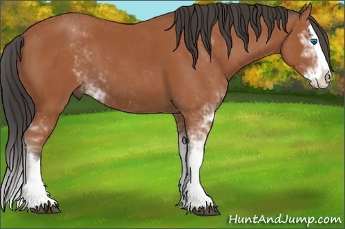 Horse Color: Bay Sabino Splash 
