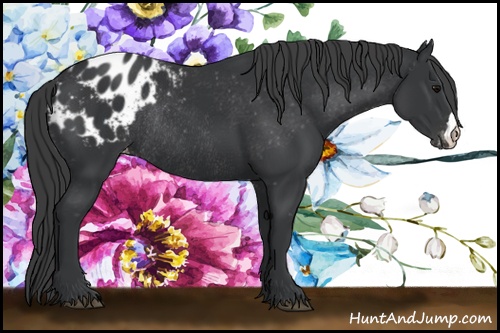 Horse Color: Black Blanket Rabicano 