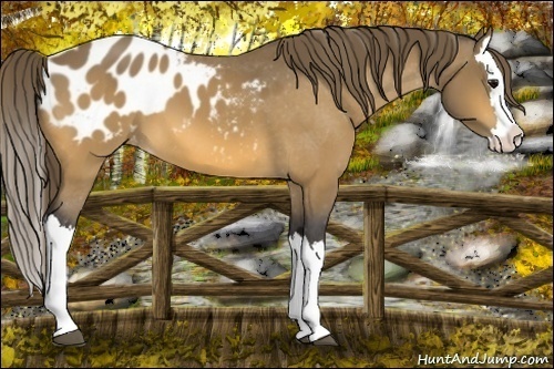 Horse Color: Buckskin Splash Blanket 