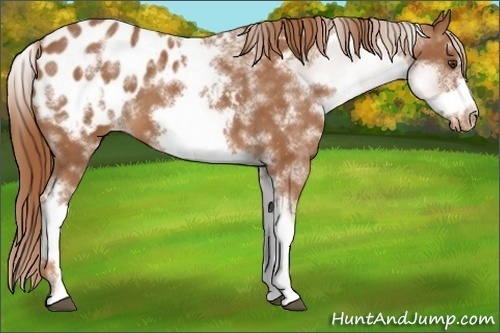 Horse Color:White Spotted Chestnut Frame Appaloosa 