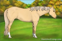 Horse Color:Palomino Dun 