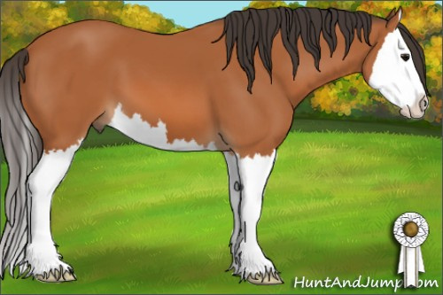 Horse Color: Bay Sabino Splash 