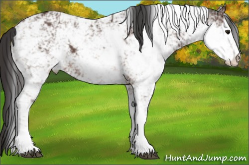 Horse Color: Bay Sabino 
