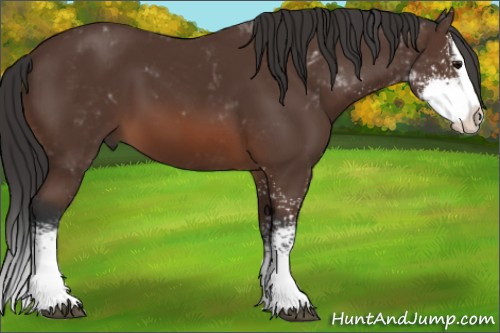 Horse Color: Brown Sabino Splash 