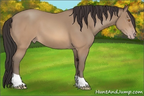 Horse Color: Sable Champagne 