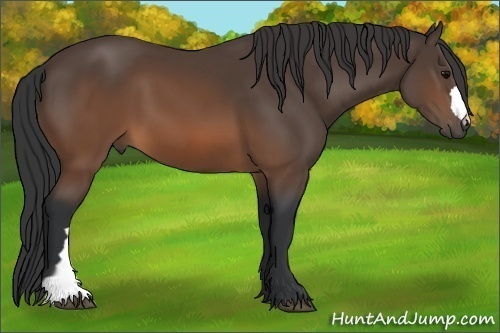Horse Color: Brown 