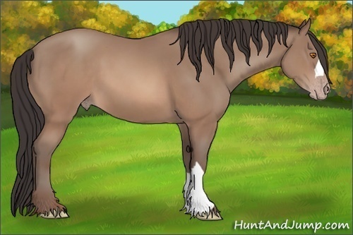Horse Color: Sable Champagne 