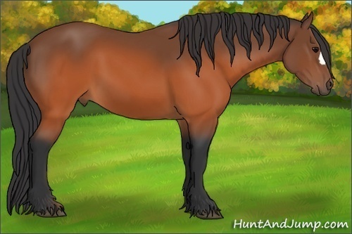 Horse Color: Brown 
