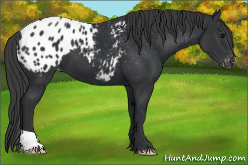 Horse Color: Brown Blanket 