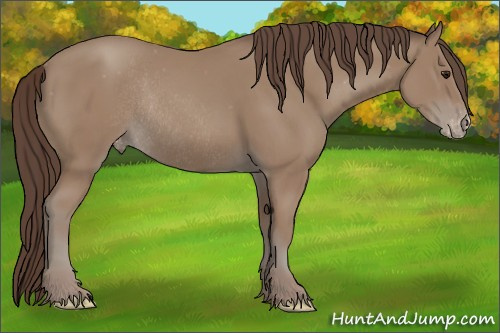 Horse Color: Sable Champagne Varnish Rabicano 