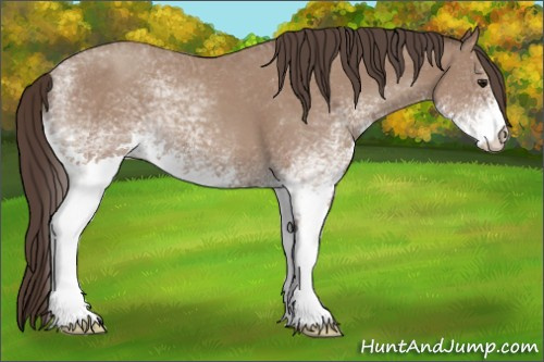 Horse Color: White Spotted Sable Champagne 