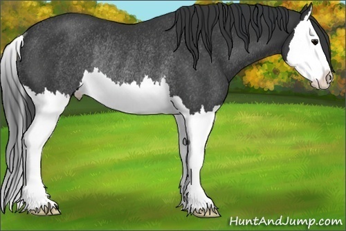 Horse Color: Black Sabino Splash Rabicano 
