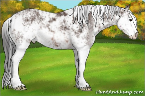 Horse Color: Brown Sabino 