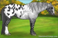Horse Color:Black Appaloosa 