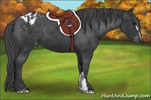 Horse Color:Black Appaloosa 