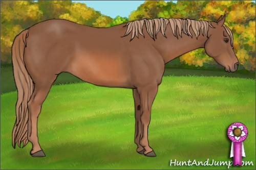 Horse Color: Chestnut 