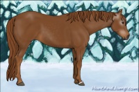 Horse Color:Gray Chestnut 