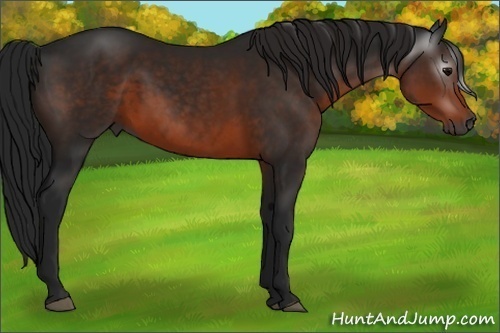 Horse Color:Gray Brown 