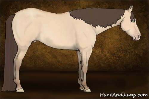 Horse Color:Amber Champagne Dun 