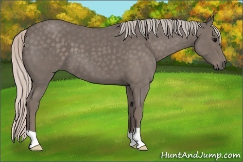 Horse Color:Silver Blue Roan 