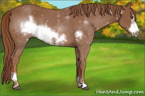 Horse Color:Chestnut Sabino Frame