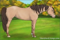 Horse Color:Amber Champagne 