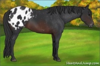 Horse Color:Brown Appaloosa 