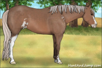 Horse Color:Silver Brown Sabino 