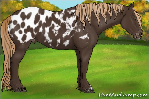 Horse Color: Liver Chestnut Near Leopard 