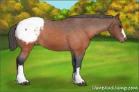 Horse Color:Brown Appaloosa 