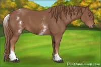 Horse Color:White Spotted Chestnut Sabino 