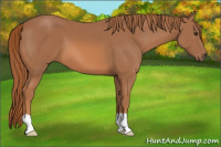 Horse Color:Chestnut 