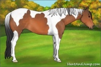 Horse Color:Bay Tobiano 