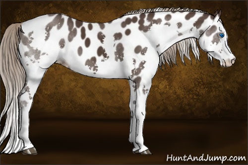 Horse Color: Liver Chestnut Splash Leopard 