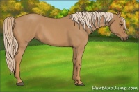 Horse Color:Red Roan 