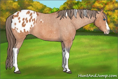Horse Color:Bay Splash Tobiano Appaloosa  Brindle
