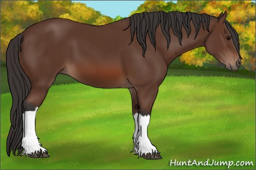 Horse Color: Bay 